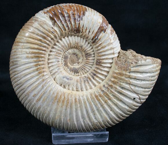 Perisphinctes Ammonite - Jurassic #7370